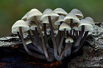 Bonnet fungi (Mycena sp.) black and white image of group of toadstools growing on dead wood, Bedfordshire, England, UK, November . Focus stacked image