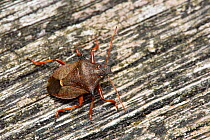 Spiked sheildbug (Picromerus bidens) a large distinctive predatory shieldbug, Oxfordshire, England, UK, July