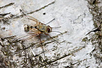 Tachnid fly (Prosena siberita) Berkshire, England, UK, August