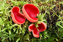 Scarlet Elfcup (Sarcoscypha austriaca) a winter fungi that appears on dead twigs in damp shady places often partially buried in moss, Bedfordshire, England, UK, January . Focus stacked image