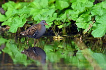 Water rail (Rallus aquaticus) standing in shallow water in watercress bed, Hertfordshire, England, UK, January