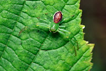 Crab Spider (Diaea dorsata) a woodland species well camouflaged on this hazel leaf to ambush prey, Surrey, England, UK. July
