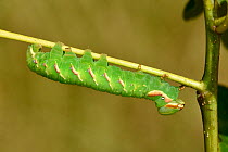 Great Prominent (Peridea anceps) larvae on oak twig, Surrey, England, UK, July
