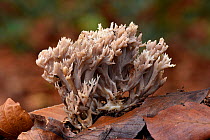 Grey coral fungi (Clavulina cinerea) coral like fungi growing up through beech leaf litter on forest floor, Buckinghamshire, England, UK, October . Focus stacked image
