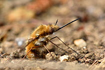 Common Bee Fly (Bombylius major) laying eggs on ground near to entrance of andrena sp. bee tunnel the larvae feed as parasites in the nests of andrena sp. bees, Hertfordshire, England, UK. march