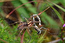 Labyrinth Spider (Agelena labyrinthica) adult with damselfly prey, Surrey, England, UK, August
