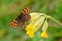Duke of Burgundy butterfly (Hamearis lucina) basking wings open on flower of cowslip (primula veris), Bedfordshire, England, UK, May