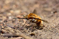 Common bee fly (Bombylius major) laying eggs on ground near to entrance of andrena sp. bee tunnel the larvae feed as parasites in the nests of andrena sp. bees, Hertfordshire, England, UK. March.