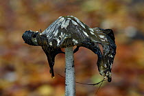 Magpie inkcap fungus (Coprinopsis picacea) the gills of the magpie inkcap deliquesce or decompose and become liquid. This process which aids spore dispersal particularly in wet weather, Bedfordshire,...