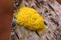 Slime mold (Fuligo septica)  on dead silver birch log, Buckinghamshire, England, UK, November. Focus stacked image.