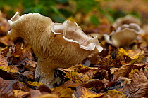 Giant funnel fungus (Leucopaxillus giganteus) uncommon species, Hertfordshire, England, UK, November. Focus stacked image.