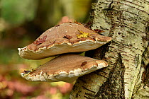 Birch polypore or Razor Strop Fungus (Piptoporus betulinus) on silver birch trunk, Hertfordshire, England, UK, October. Focus stacked image