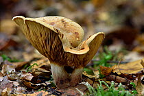 Brown rollrim fungus (Paxillus involutus) common fungi with a distinctive rolled edge to the rim of the cap, Buckinghamshire, England, UK, December. Focus stacked image