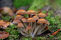 Common stump brittlestem (Psathyrella piluliformis)  Buckinghamshire, England, UK, October. Focus stacked image