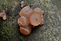 Beech jellydisc (Neobulgaria pura) uncommon fungus that usually grows on fallen dead beech trees, Buckinghamshire, England, UK, October. Focus stacked image