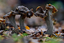 Horn of plenty fungus (Craterellus cornucopioides) trumpet shaped fungi that growing under deciduous trees, Buckinghamshire, England, UK, October. Edible species. Focus stacked image.