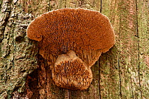 Oak mazegill (Daedalea quercina) bracket fungus with wide gill-like pores, Buckinghamshire, England, UK, November