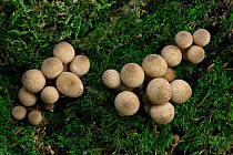Stump puffball (Lycoperdon pyriforme) on mossy tree stump, Buckinghamshire, England, UK, September