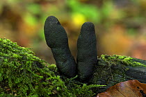 Dead man's fingers (Xylaria polymorpha) strange fungi sticking up from rotten log, Buckinghamshire, England, UK, October