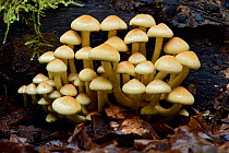 Sulphur tuft (Hypholoma fasciculare) clump of sulphur tuft on rotten log, Buckinghamshire, England, UK, October