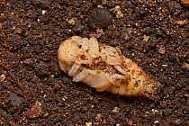 Stag Beetle (Lucanus cervus) female pupa uncovered from soil around old tree stump, Hertfordshire, England, UK, November
