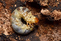 Stag Beetle (Lucanus cervus) larva feeding on old rotten tree root, Hertfordshire, England, UK, August