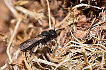Mining bee (Andrena pilipes) large mining bee with distinctive silver scopa hairs, Cornwall, England, UK, September