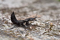 Devils coach horse beetle (Ocypus olens) in defensive posture with tail raised, Hertfordshire, England.UK May