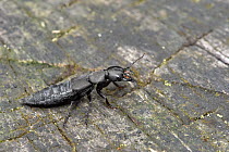 Devils coach horse beetle (Ocypus olens) largest British rove beetle on old tree stump, Hertfordshire, England.UK. June