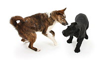 Collie cross dog Brec, with hackles raised, showing assertiveness over black puppy.