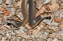 Two Dugites snakes (Pseudonaja affinis), Mount Frankland National Park, Western Australia, November.