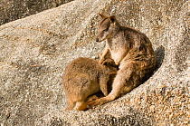 Mareeba rock wallaby (Petrogale mareeba)  joey on foot feeding from mother's pouch. North-eastern Queensland, Australia, October.