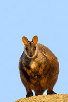 Brush-tailed rock wallaby (Petrogale penicillata) Little River Reserve, Victoria, Australia, May. Vulnerable species.