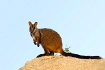 Brush-tailed rock wallaby (Petrogale penicillata) Little River Reserve, Victoria, Australia, May. Vulnerable species.