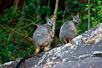 Allied Rock-wallaby (Petrogale assimilis) male and female pair, Bowling Green NP, Queensland, Australia. May.