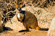 Brush-tailed rock wallaby (Petrogale penicillata) Little River Reserve, Victoria, Australia. May. Vulnerable species.