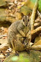 Allied rock-wallaby (Petrogale assimilis) female with young inside of the pouch, Bowling Green NP, Queensland, Australia. May.