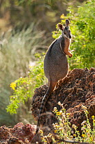 Yellow-footed rock-wallaby (Petrogale xanthopus subsp. celeris) rear view, Idalia National Park, Queensland, Australia. September.