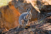 Yellow-footed rock-wallaby (Petrogale xanthopus subsp. celeris) female with young in pouch, Idalia National Park, Queensland, Australia. September.