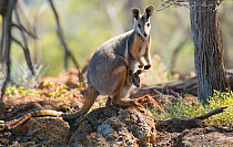 Yellow-footed rock-wallaby (Petrogale xanthopus subsp. celeris) mother with joey, Idalia National Park, Queensland, Australia. September.