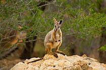 Yellow-footed rock-wallaby (Petrogale xanthopus subsp. celeris) - Idalia National Park, Queensland, Australia. September.
