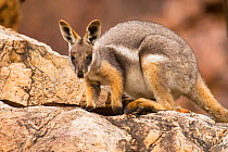 Yellow-footed Rock-wallaby (Petrogale xanthopus subsp. xanthopus) young female, Buckaringa Nature Reserve, South Australia. April. Vulnerable species.