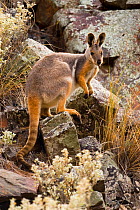 Yellow-footed rock-wallaby (Petrogale xanthopus subsp. xanthopus) male, Buckaringa Nature Reserve, South Australia. April. Vulnerable species.