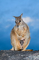 Mareeba rock wallaby (Petrogale mareeba) female with pouch young, north-eastern Queensland, Australia. October.