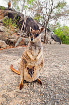 Mareeba Rock Wallaby (Petrogale mareeba) female with pouch young, north-eastern Queensland, Australia. October.