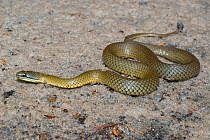Crowned snake (Elapognathus coronatus) endemic to south-western Western Australia. Walpole Nornalup NP, Western Australia, February.