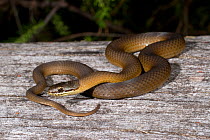 Crowned snake (Elapognathus coronatus) Frankland NP, Western Australia, December. Venomous species.