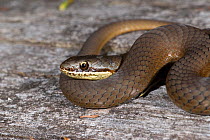 Crowned snake (Elapognathus coronatus) Frankland NP, Western Australia, December. Venomous species.