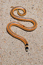 Black-striped burrowing snake (Neelaps calonotus) endemic of coastal sand dunes of Swan River Coastal Plain, Western Australia. Guilderton, Perth Region, Western Australia, January. Mildly venomous sp...