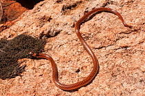 Black-naped burrowing snake (Neelaps bimaculatus) Peak Charles NP, Western Australia. November. Mildly venomous species.